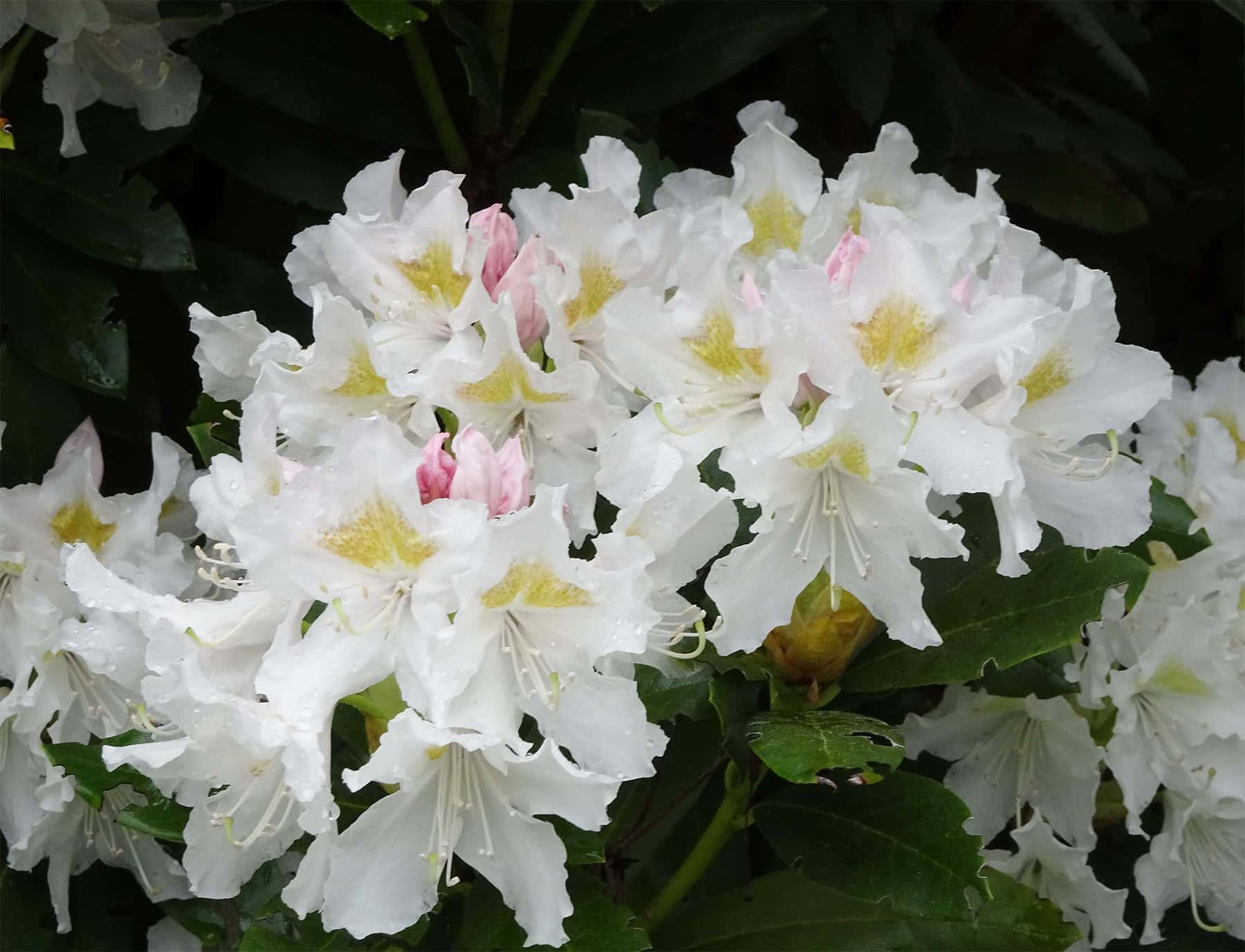 Rhodo 1